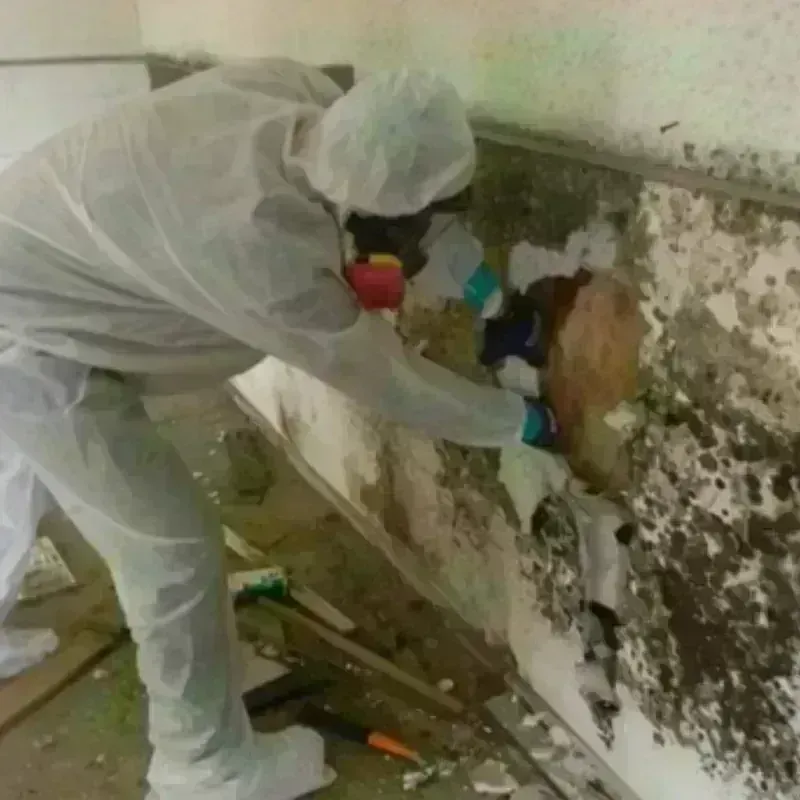 Mold Remediation and Removal in Ulysses, KS